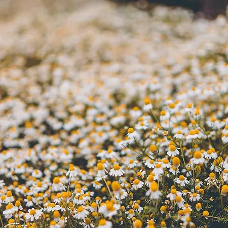 Ktima Dimitrios Casa vacanze *