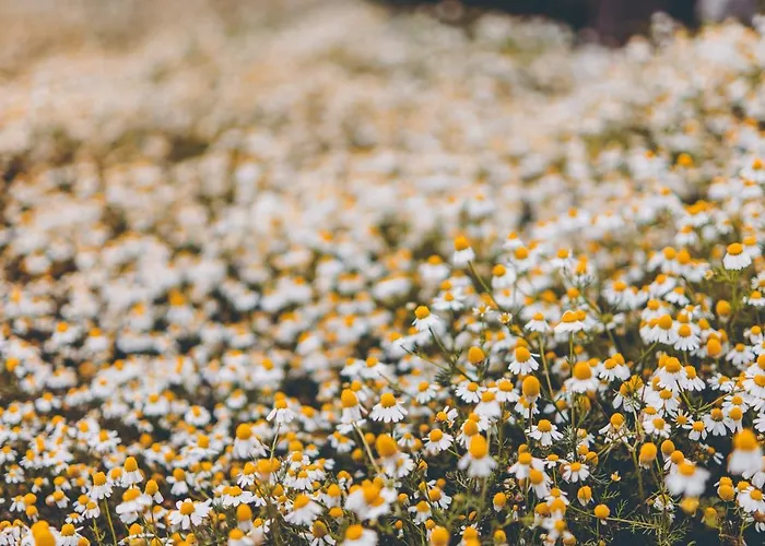 Ktima Dimitrios Дом отдыха *